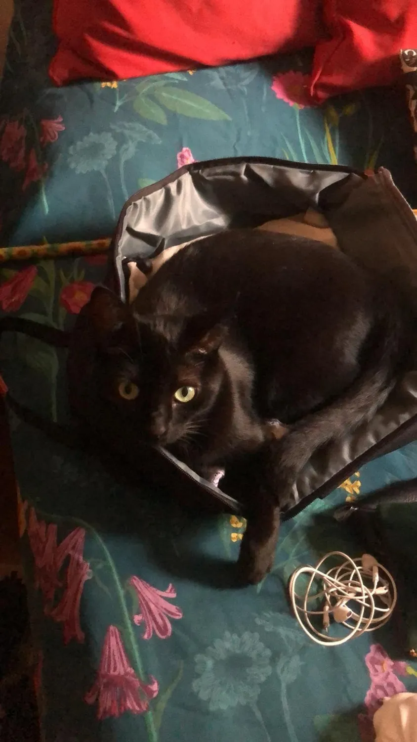 Lossga zaino bagaglio a mano con scomparto pc 14 pollici